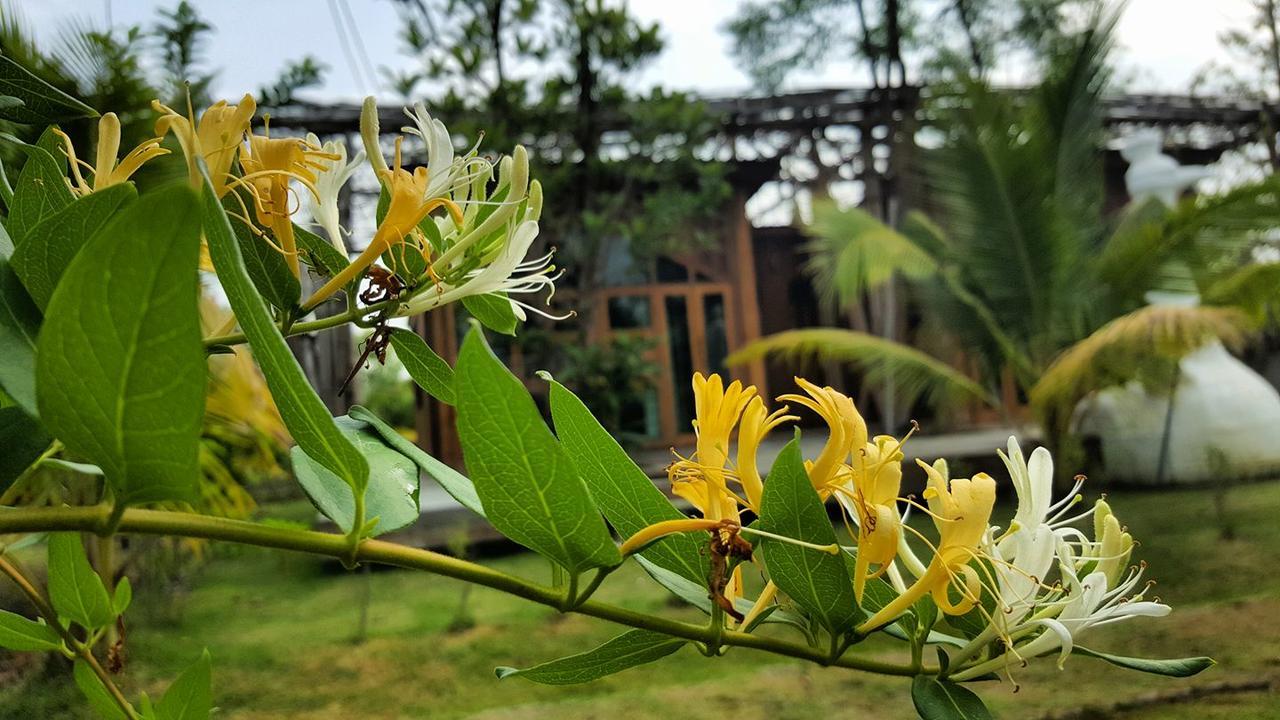 Baangaimuan Bed & Breakfast Lamphun Eksteriør bilde