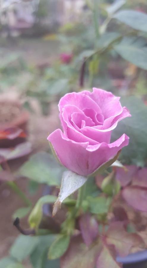 Baangaimuan Bed & Breakfast Lamphun Eksteriør bilde